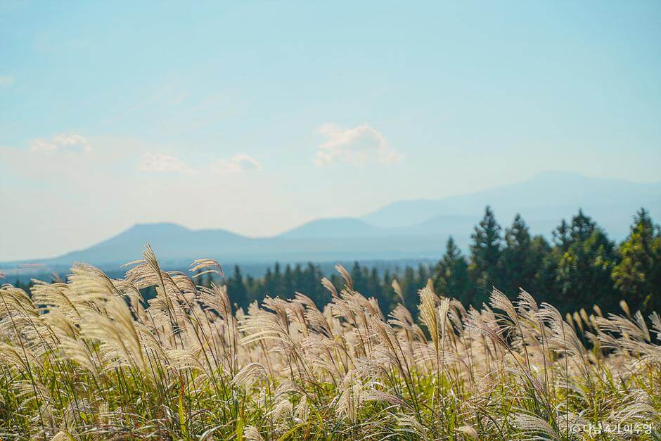가을 여행지 제주도 은빛 물결 억새 추천 장소