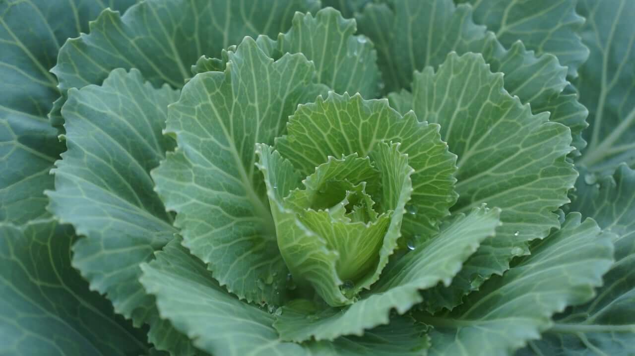 지역별 김장 재료 가격 차이와 절약 전략