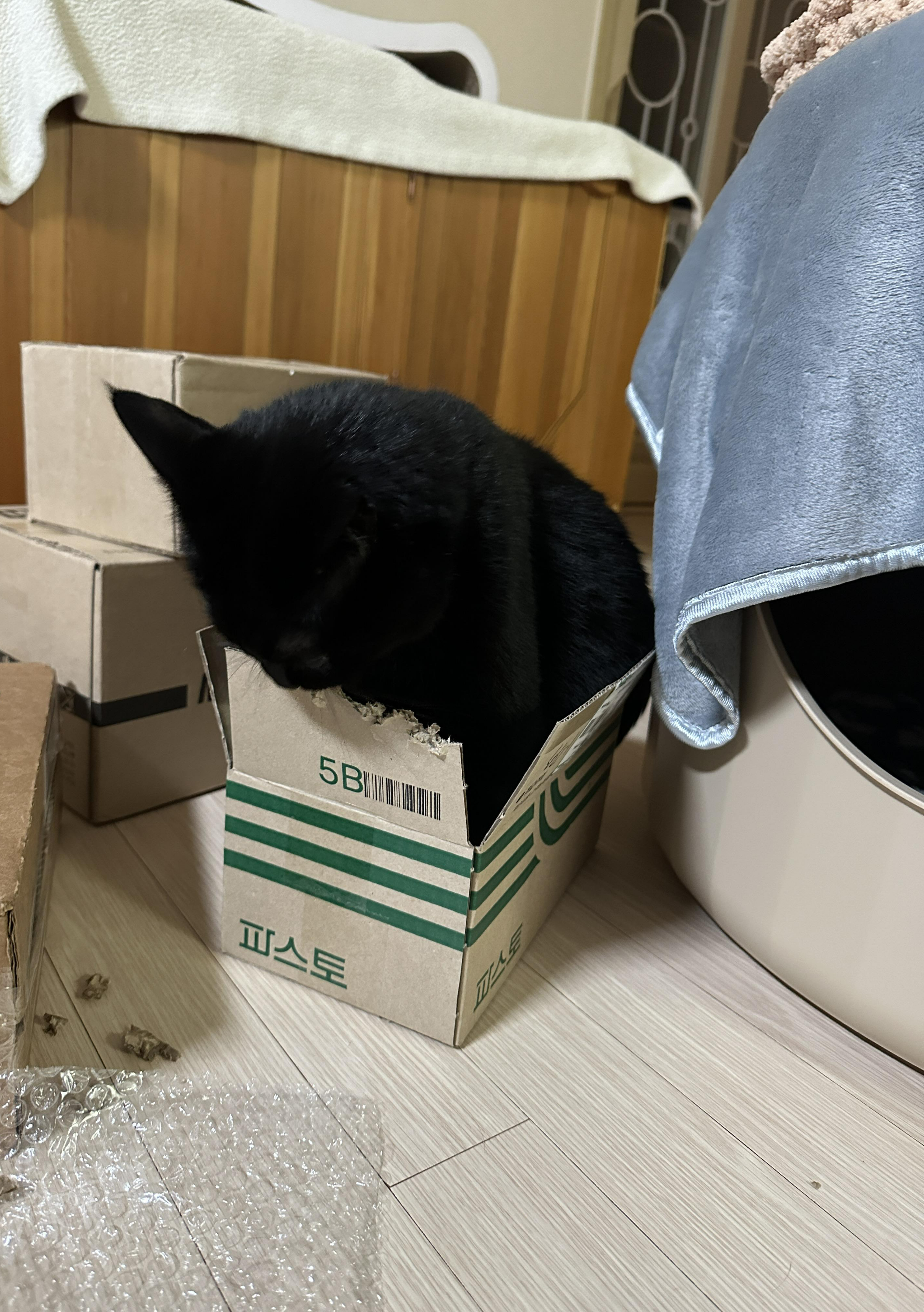 취미로_택배_상자_뜯는_올블랙고양이_건이