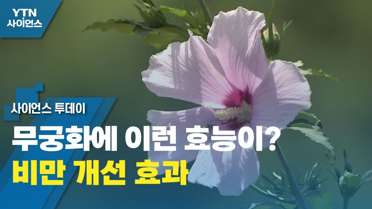 무궁화에 이런 효능이? 비만 개선 효과 출처 ytn사이언스