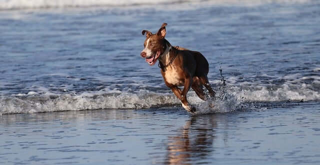 반려동물 전자등록제