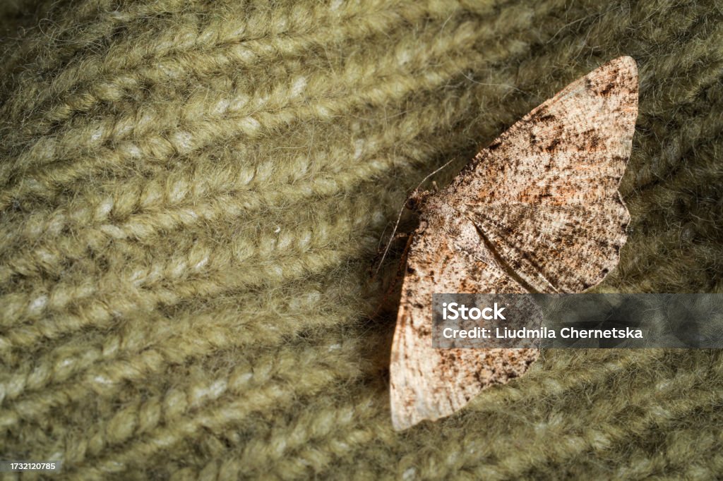 긴 꼬리를 가진 희귀 곤충, 마다가스카르 황제나방의 생태와 생존 조건