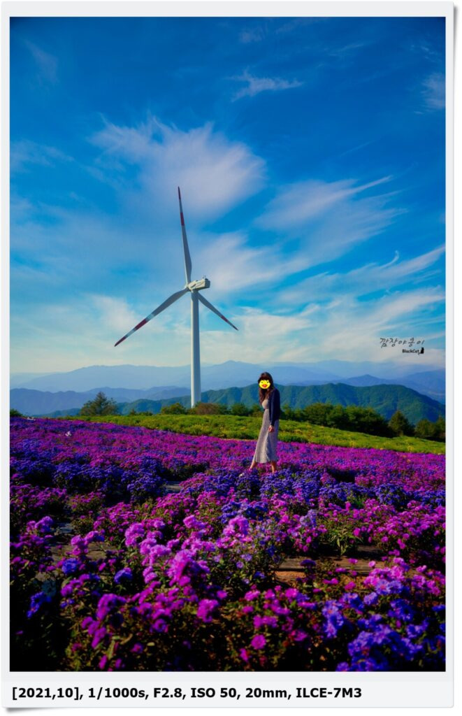 거창 감악산 별바람언덕 보라색 아스타국화 꽃밭