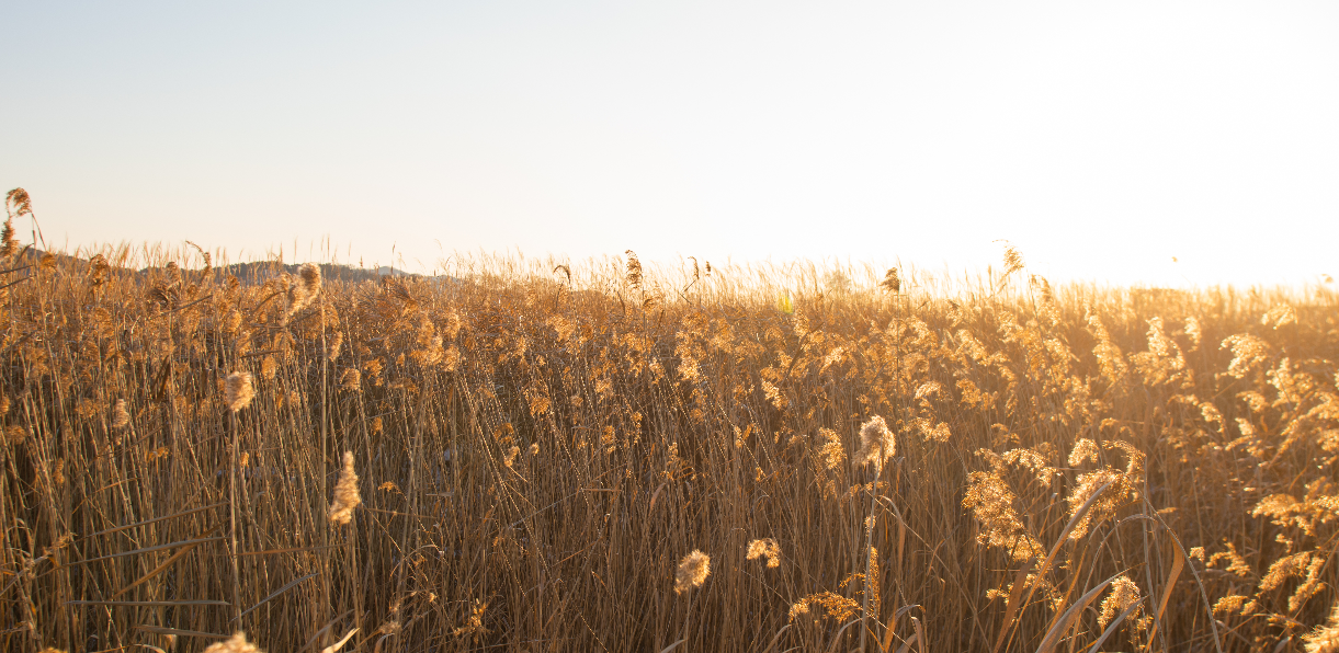 충남 서천 신성리갈대밭