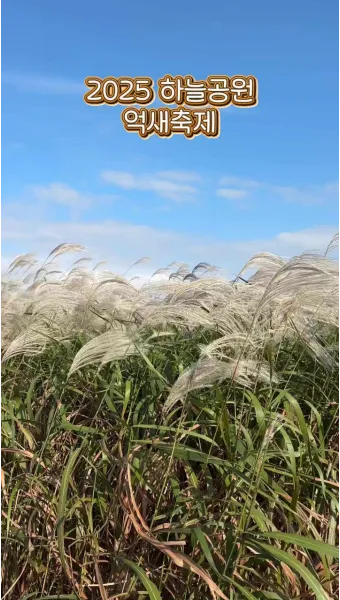 서울 억새축제 2025 일정위치 총정리로 안내_14