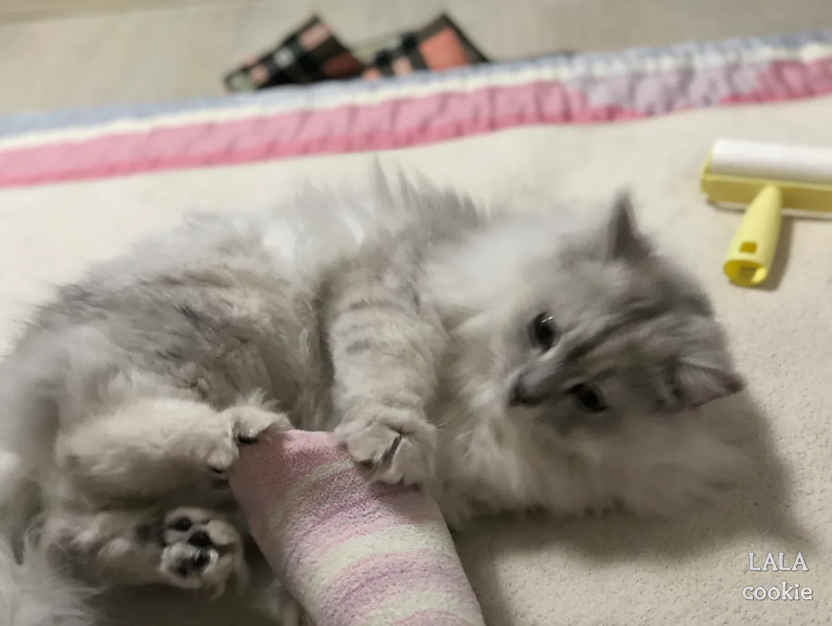 고양이-처음-키울때-힘든점-사람-발을-물려고-하는-고양이
