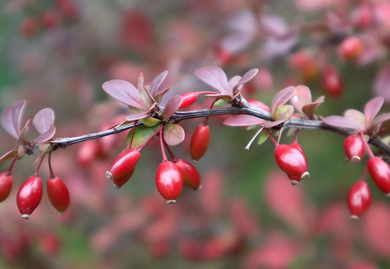 베르베린 성분 완벽 정리