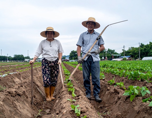 고구마심는시기