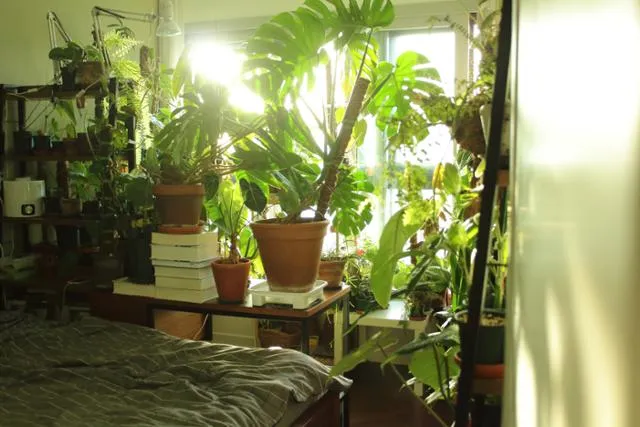 침실 식물 추천 공기정화기능 물주기 관리 향기 숙면 도움 되는 종류_4