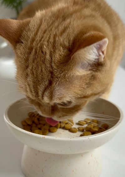 전용 그릇에 담긴 건사료를 오독오독 먹고 있는 주황색 고양이 뽀리