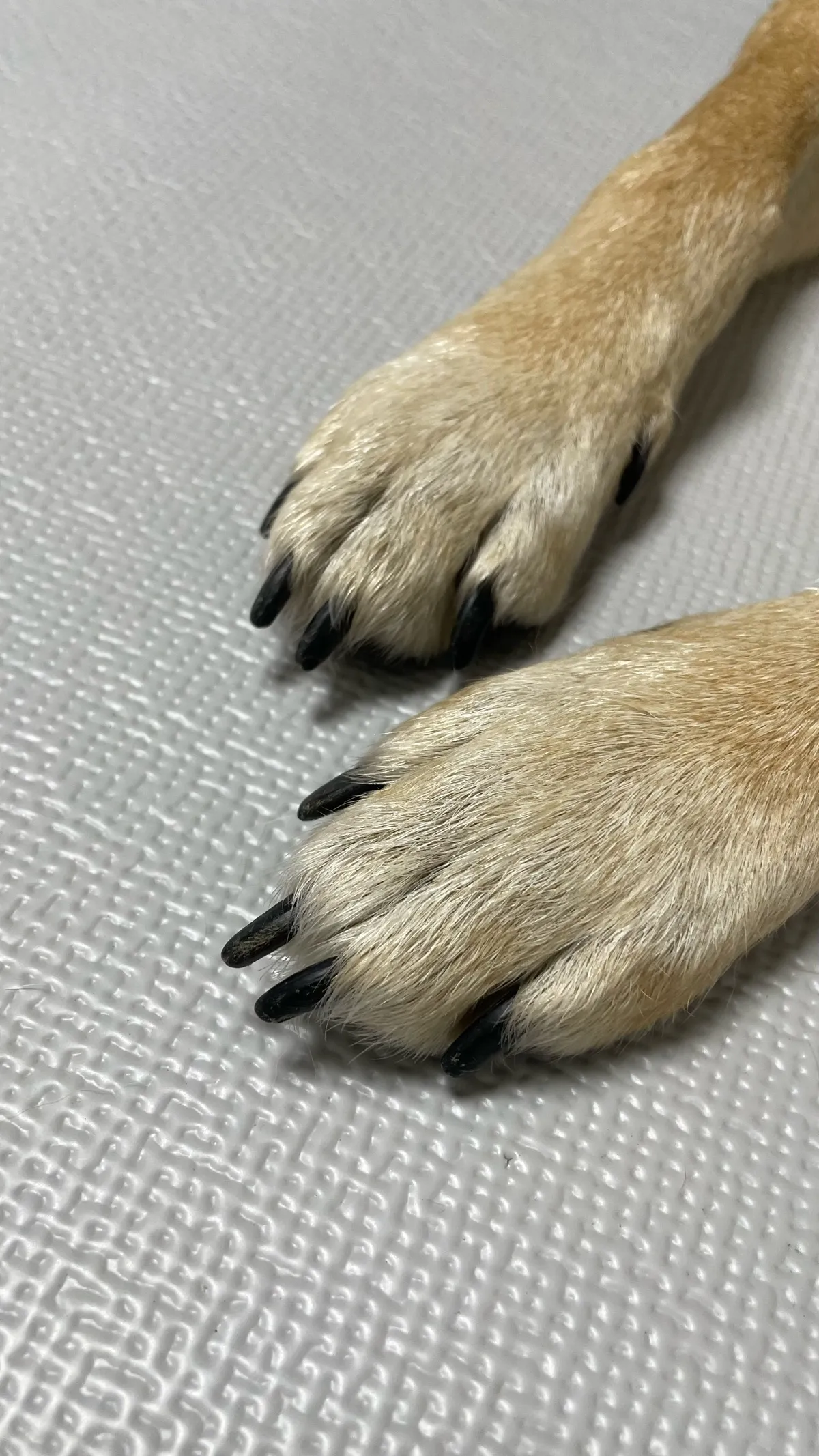 강아지 며느리발톱 그냥 둬도 괜찮을까 관리 제거 수술 총정리 정보모음_5