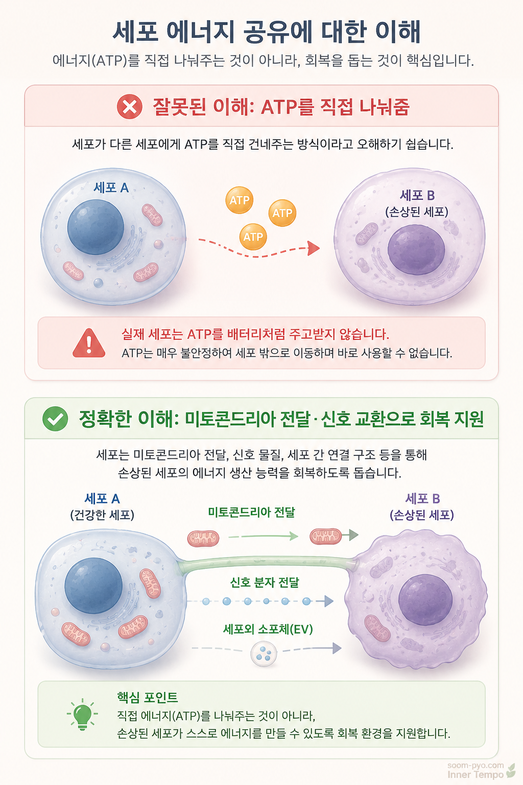 세포 에너지 공유에 대한 이해