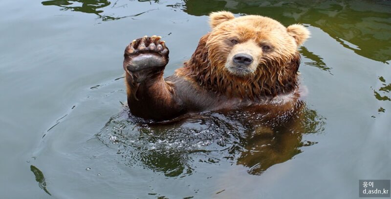 곰꿈 꿈해몽 10가지 태몽 길몽 길운 정리.세번째