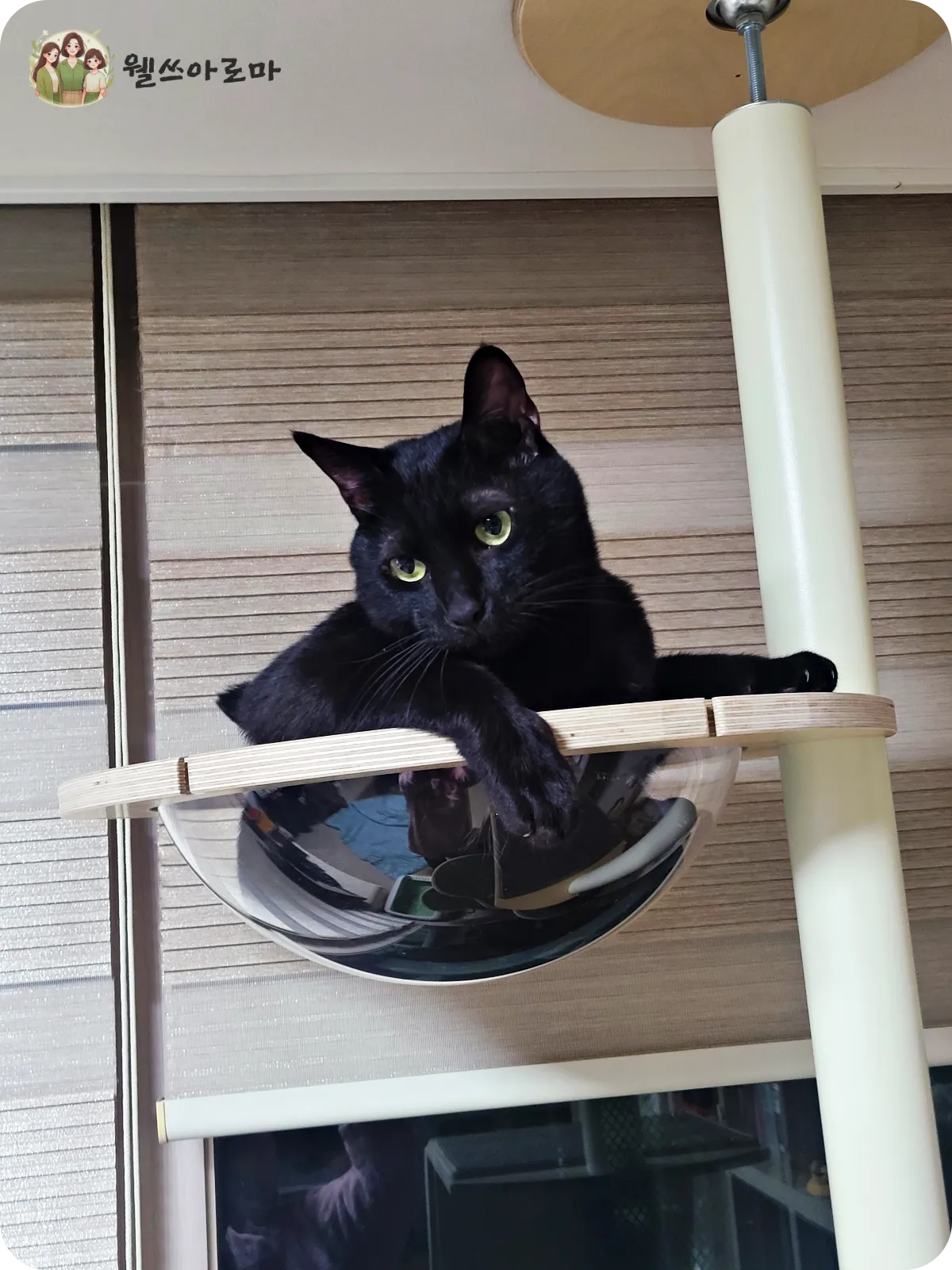 가또블랑코-캣타워-아크릴해먹-앉아있는-까만고양이