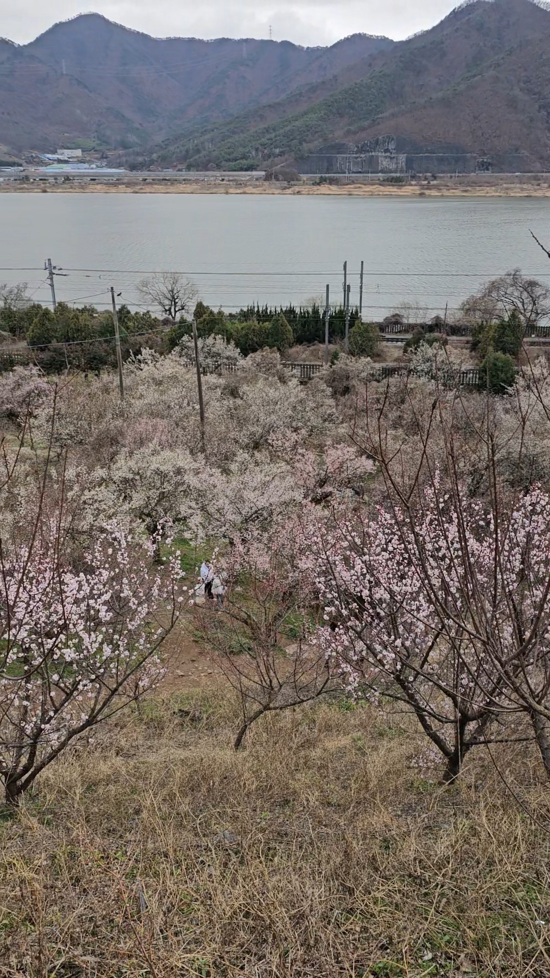 원동매화축제개화시기