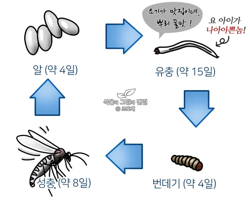 화분 뿌리파리 생기는 원인과 퇴치법 완벽 정리_7