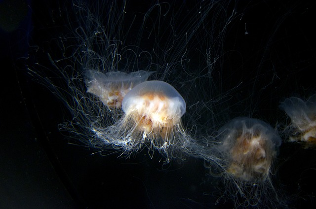 해파리22