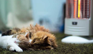 방 앞에서 동그랗게 뜨는 두 마리의 고양이
