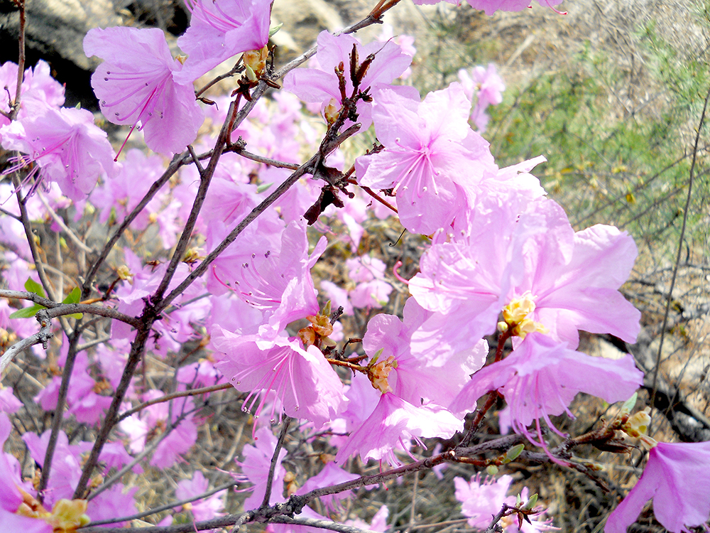 고은산의 진달래