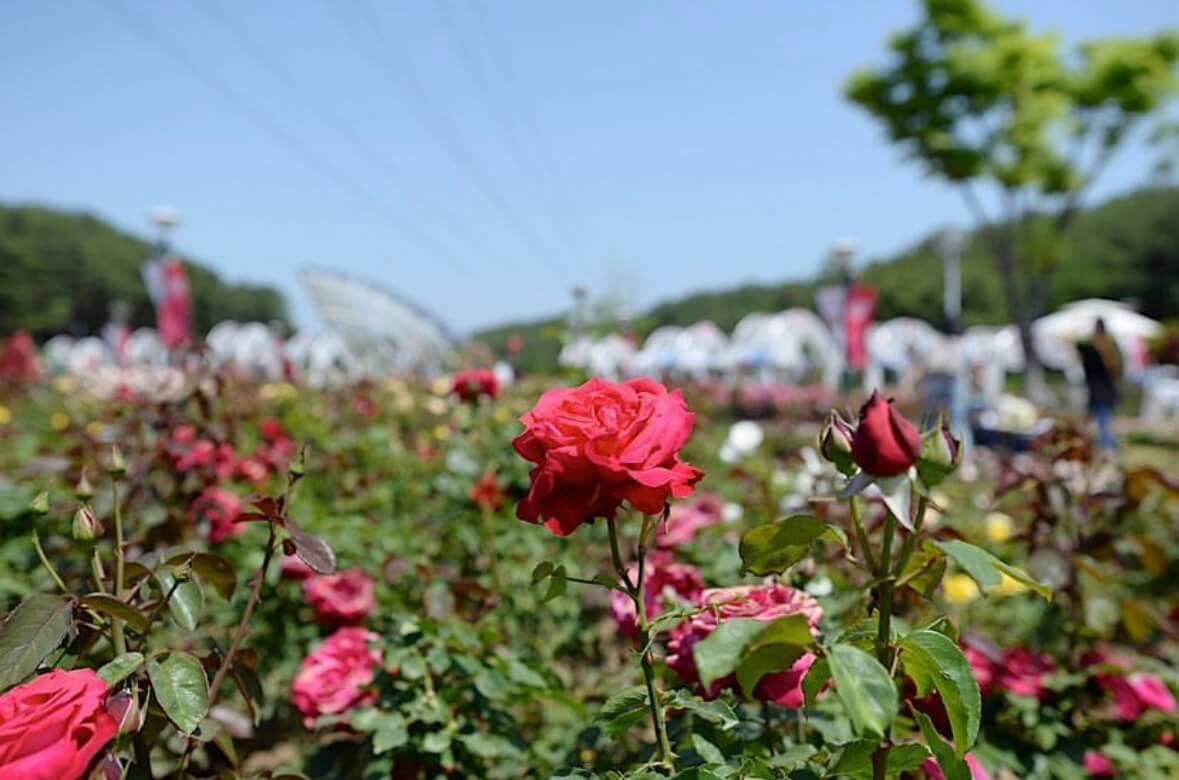울산대공원 장미축제