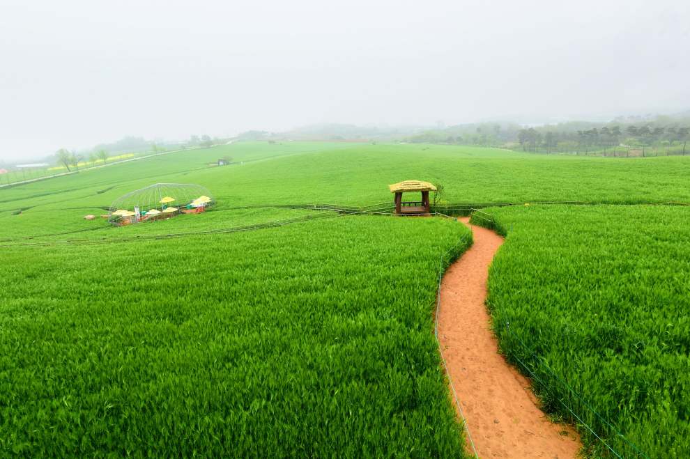 고창청보리밭축제