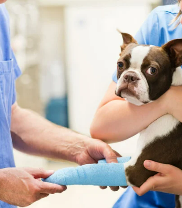강아지 떠는 이유 6가지, 단순히 추워서가 아닙니다