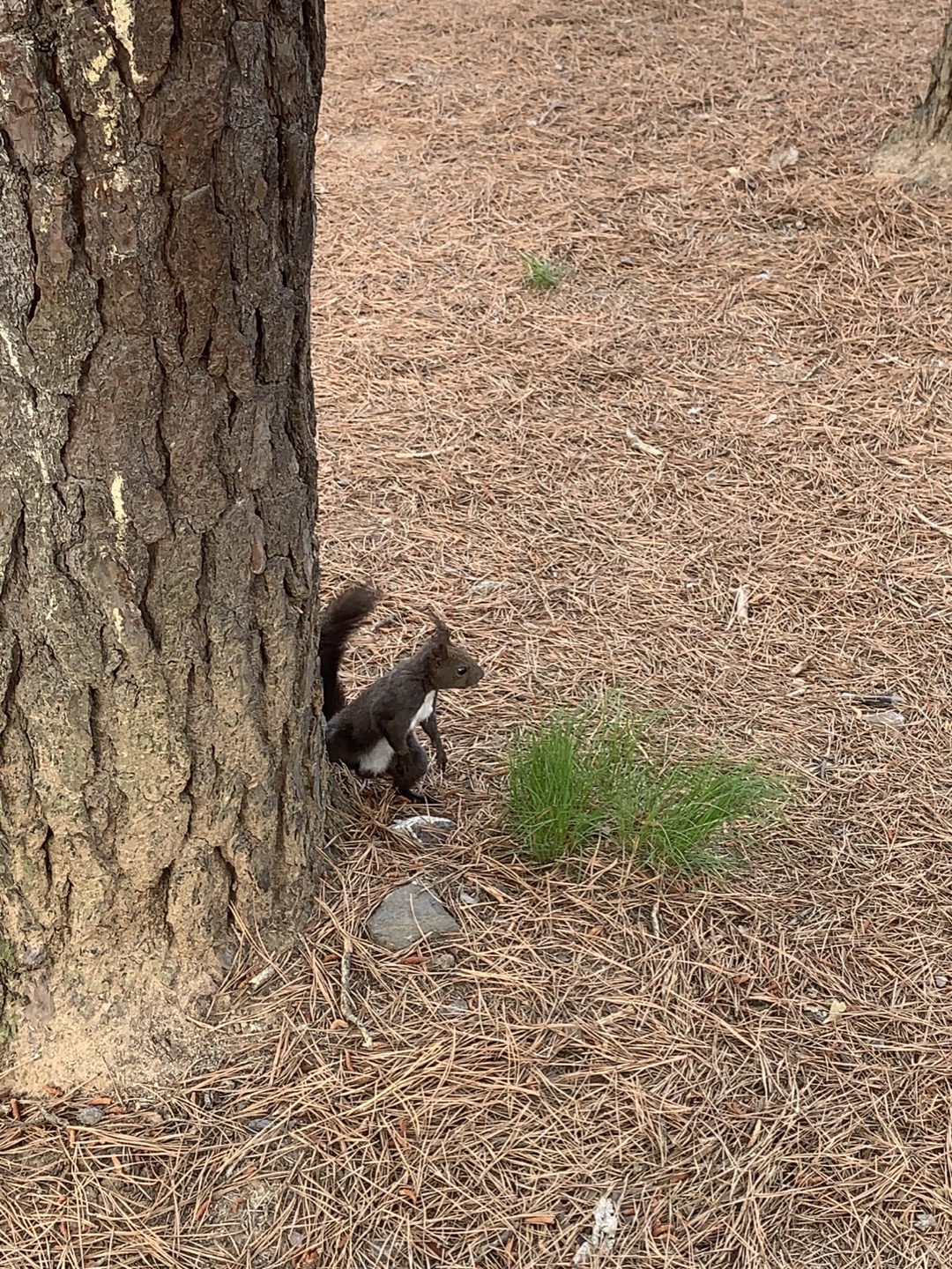 오산 물향기 수목원 청설모