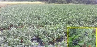 아로니아 재배 전정 포인트 병충해 방제 수확 저장_9