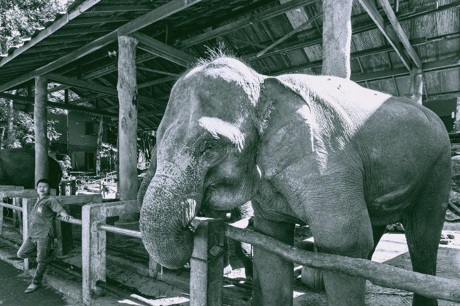 치앙마이 9~10월 한달살기