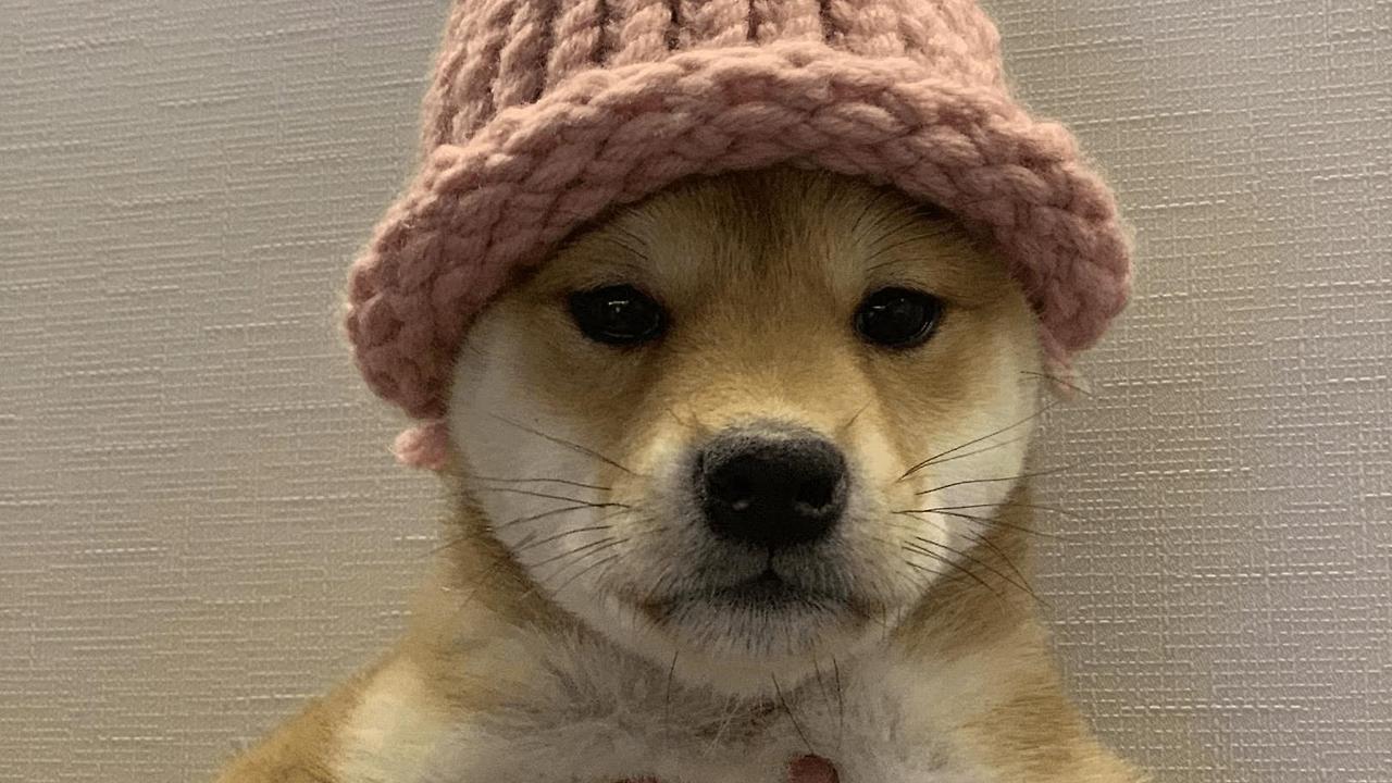 도그위프햇(Dogwifhat) 코인
