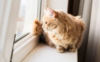 집고양이 vs 길고양이 평균 수명 차이 심층 분석_3