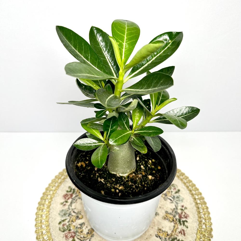 아데니움 키우기 석화 바오밥나무 키우는법