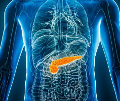 복강내 간 아래에 위치한 췌장의 모습