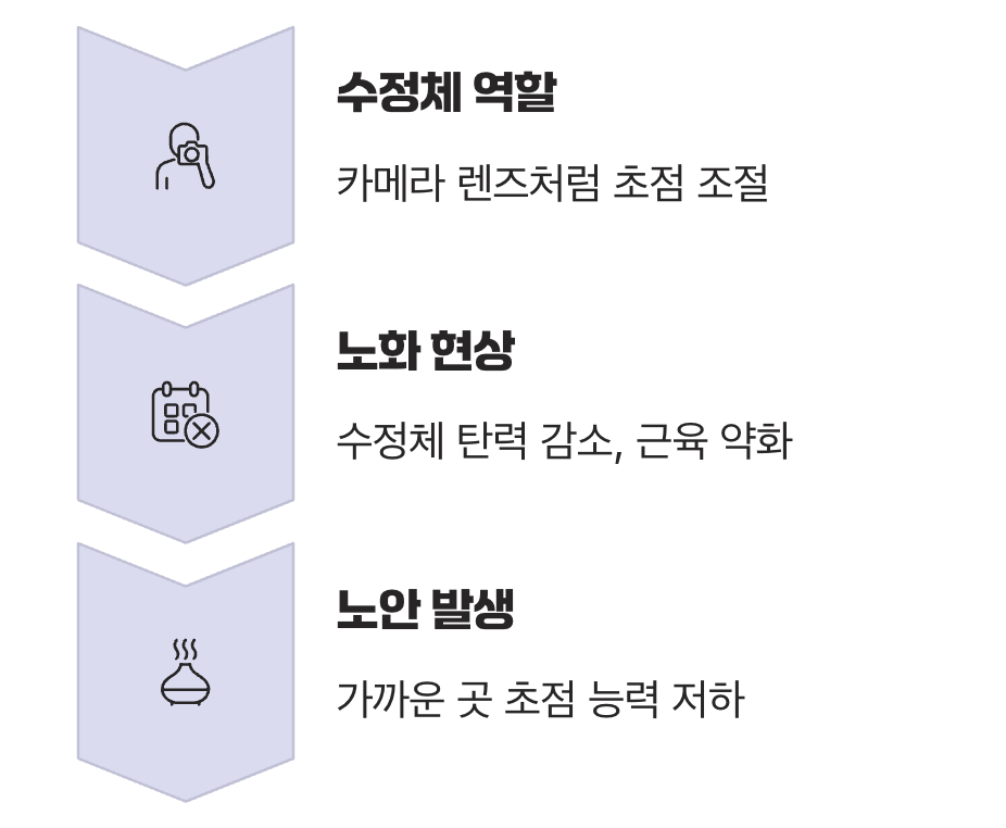 우리 눈의 자동 줌렌즈, ‘수정체’