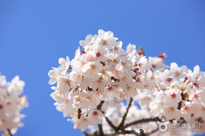 제주 벚꽃 명소 추천 아무도 모르는 명소_3