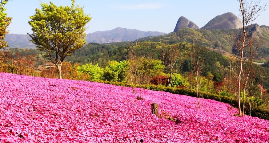 진안 꽃잔디동산 위치, 입장료, 개화시기 총정리