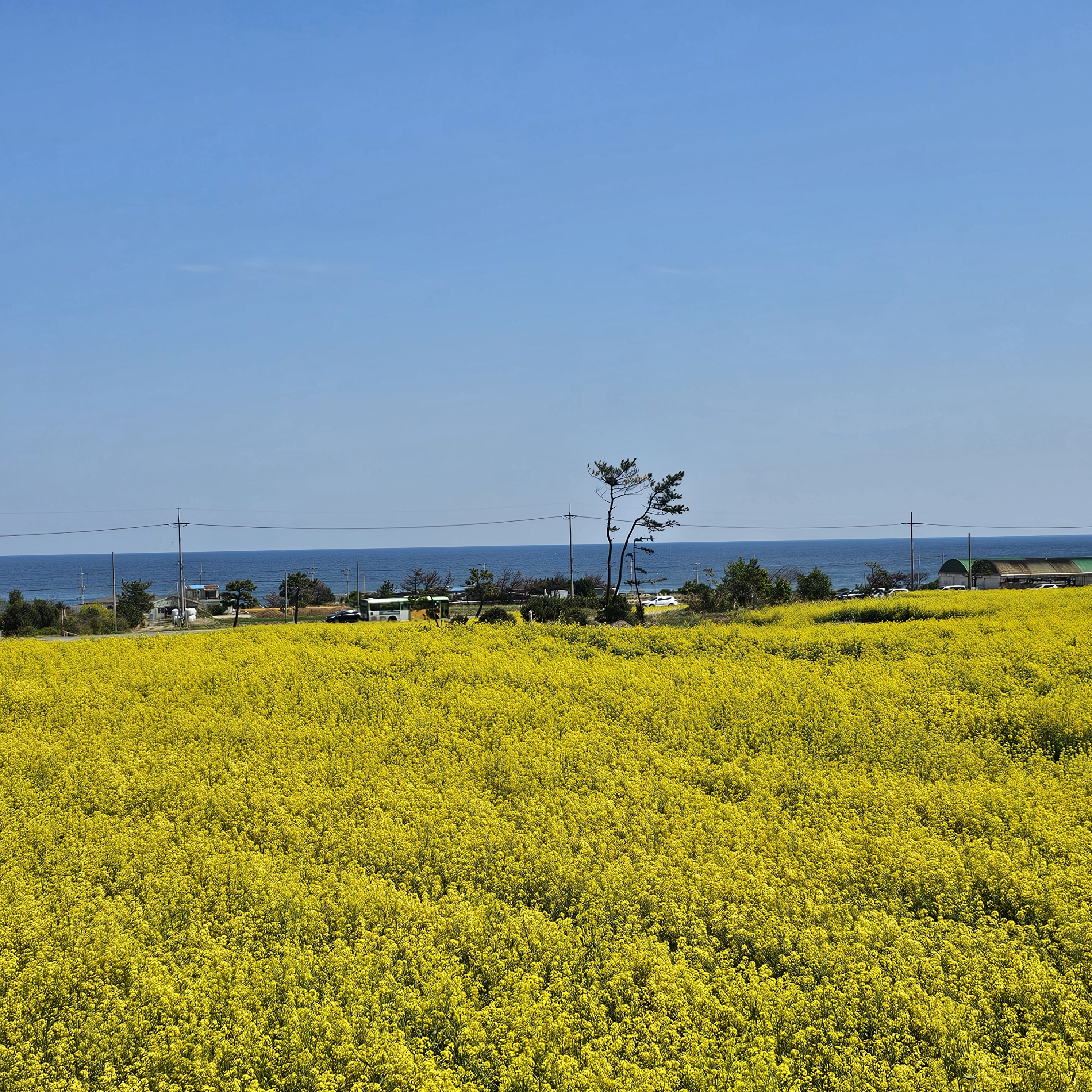 포항 호미곶 유채꽃에 바다를 담다