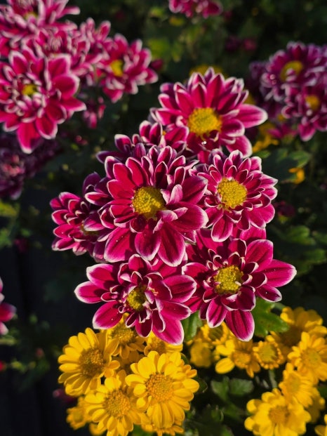 2025년 제25회 서산국화축제