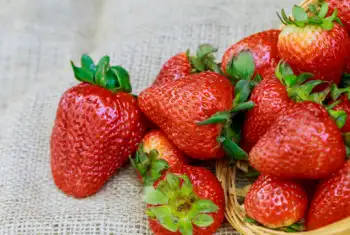 딸기 가격 및 효능 영양성분