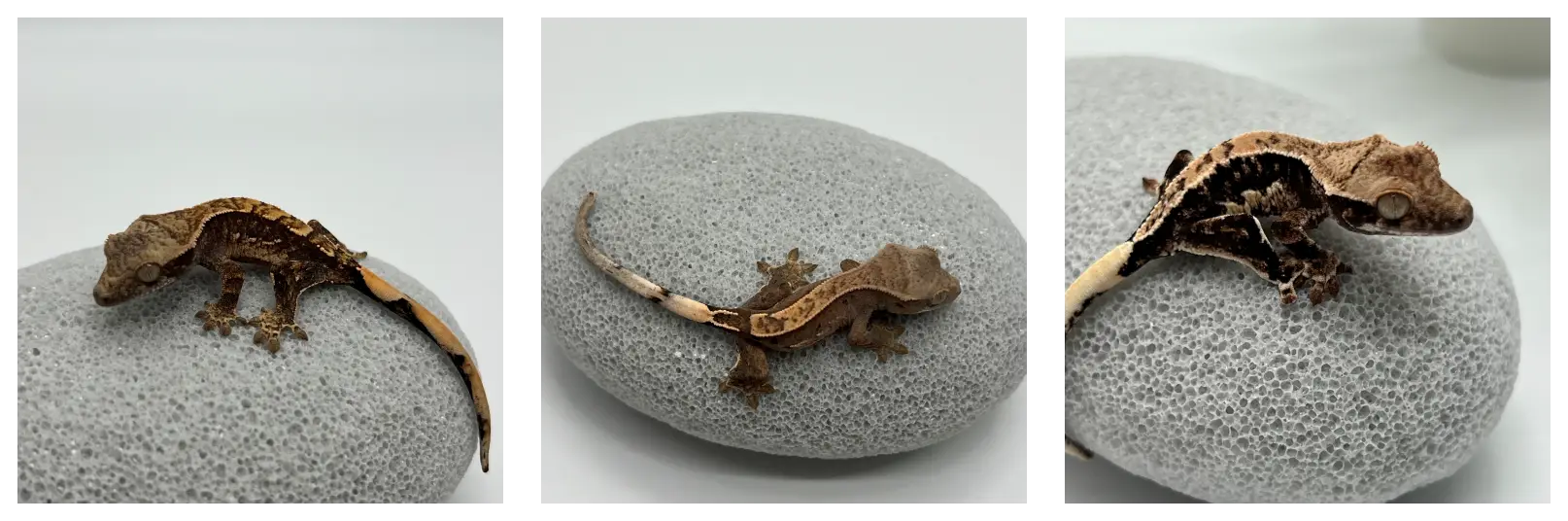 사육장 내부에 수분 유지 하는 방법