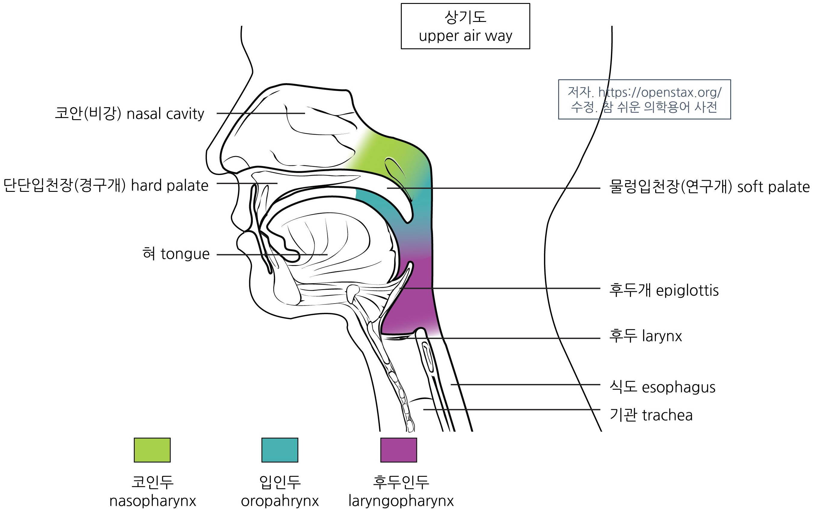 비정상 호흡음의 종류 : 천명음 나음 수포음 협착음 흉막마찰음 해먼징후 wheezing stridor rhonchus crackle rale pleural rub Hamman's sign 뜻