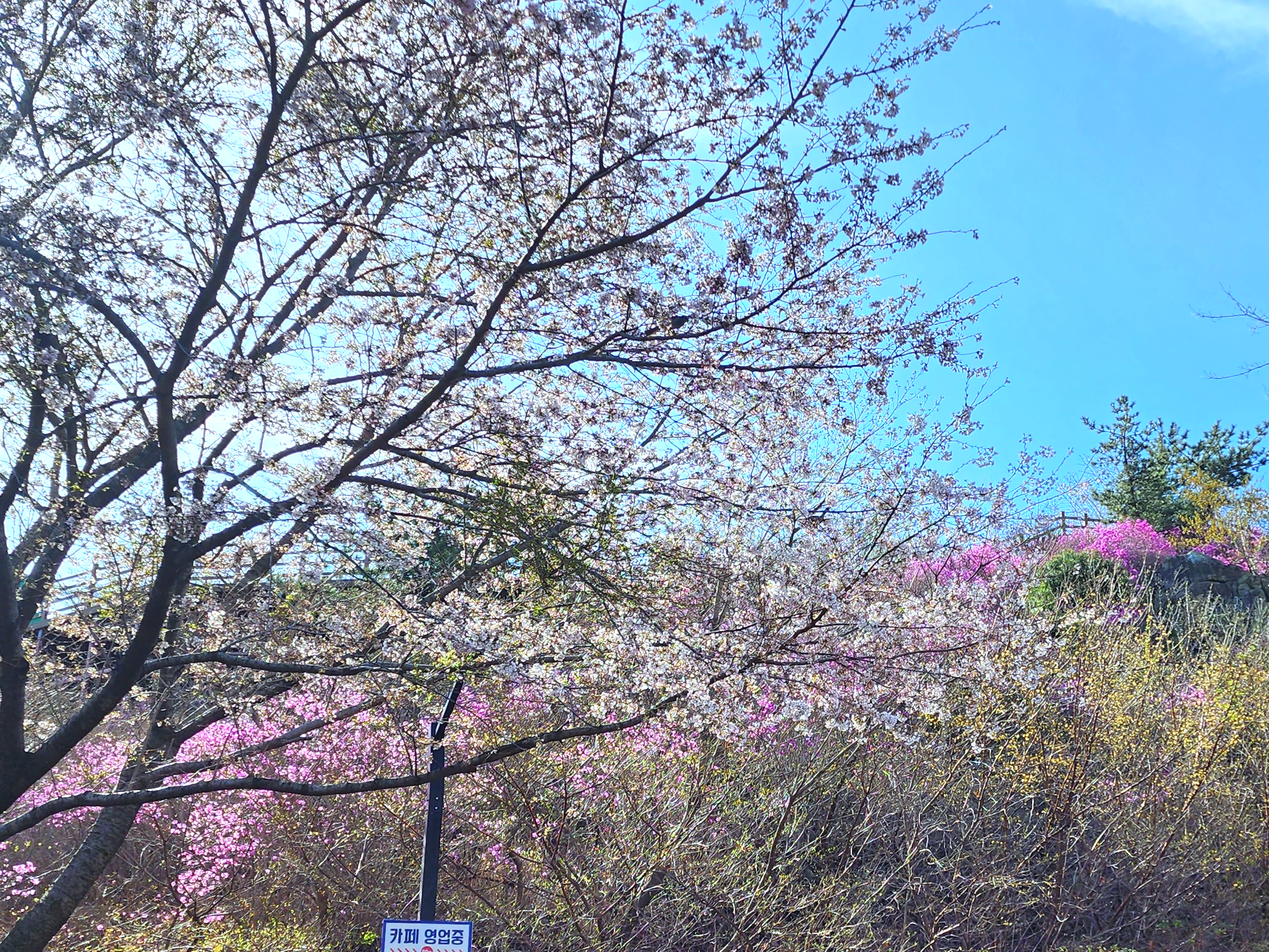 황령산진달래