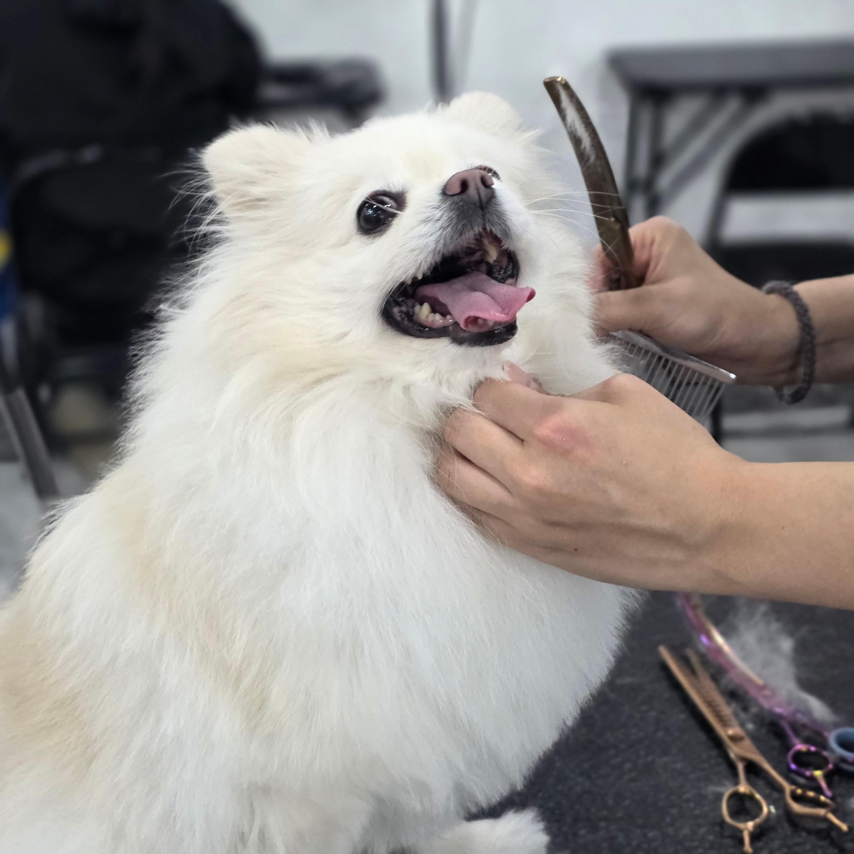 광명애견미용학원