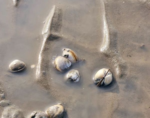 갯벌속 조개