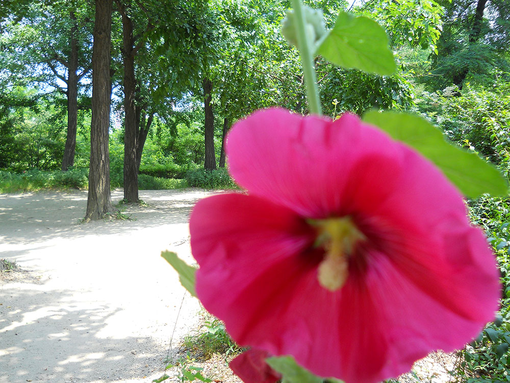 625, 고은산(Goeunsan Mountain)의 접시꽃