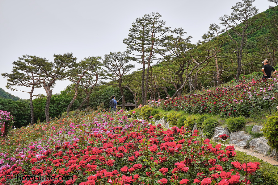 계양산장미원