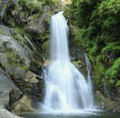 ISFP 유형 특징 분석