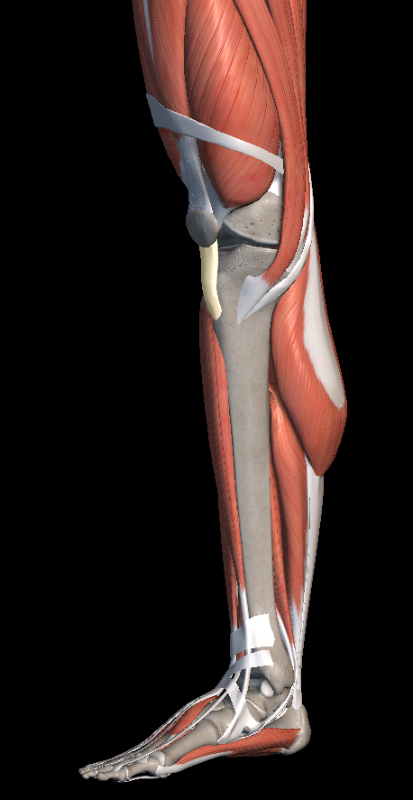 무릎 앞쪽 통증 원인 증상 치료법 알아보자