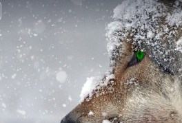 겨울철 무우보관법