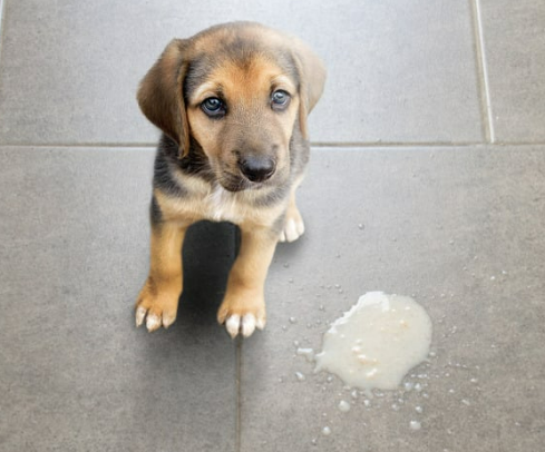 강아지가 갑자기 토했어요 괜찮을까요? 구토 원인과 소화불량 대처법